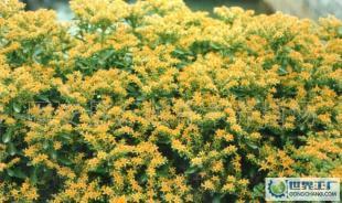 優(yōu)質(zhì)綠化苗木景天三七 花卉世界的翹楚潤澤生態(tài)家園